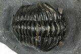 Detailed Pedinopariops Trilobite - Mrakib, Morocco #348138-2